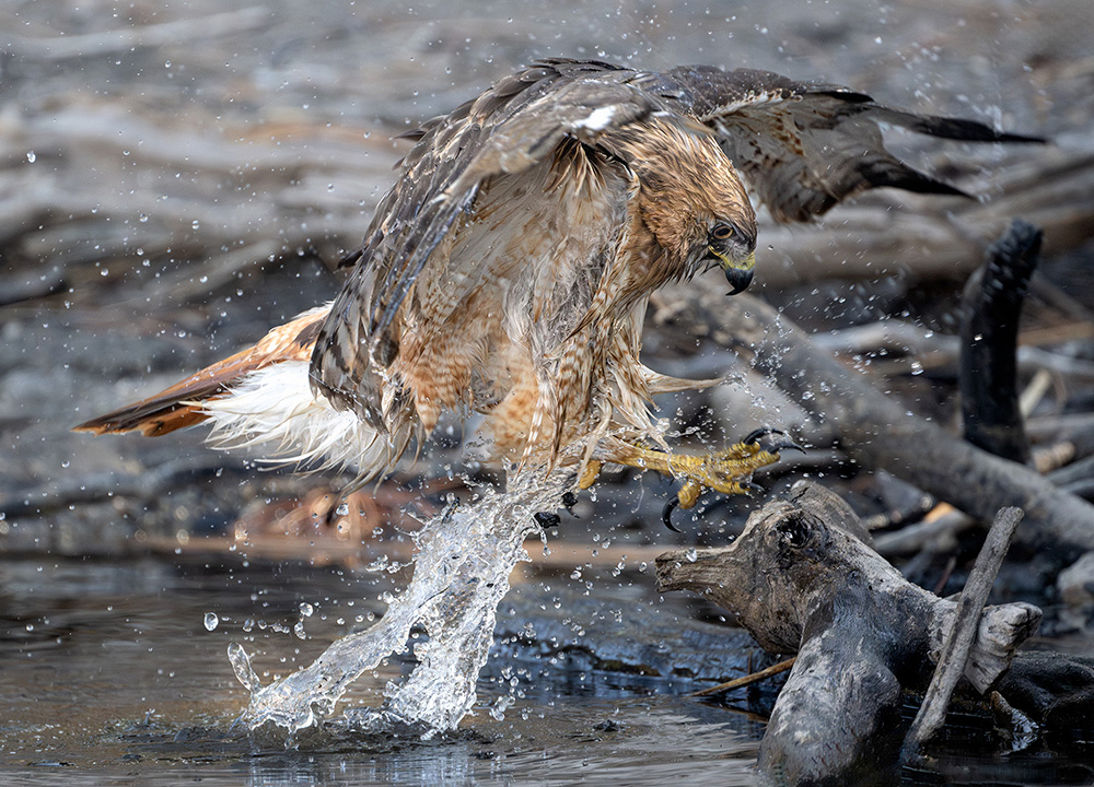 red-tailed hawk