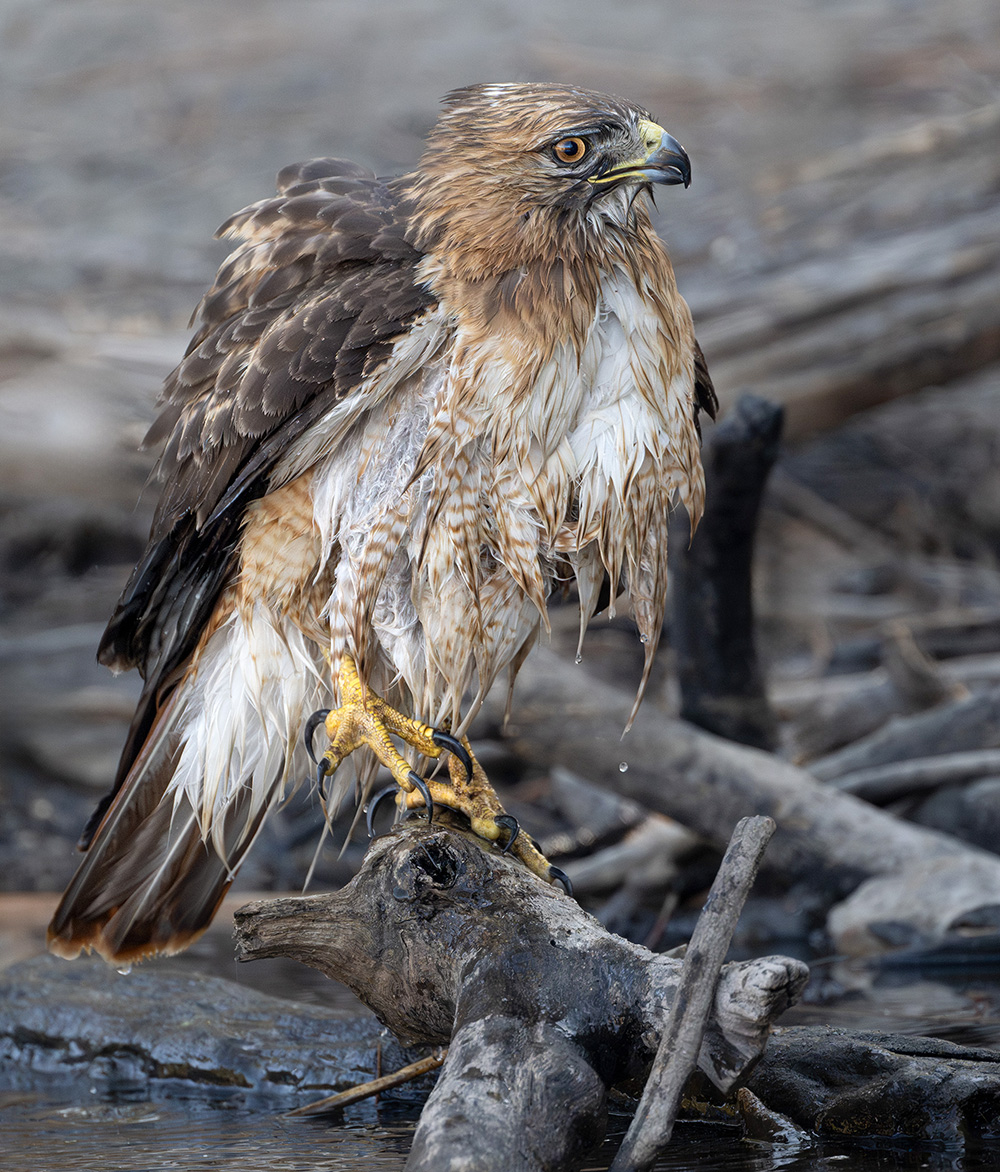red-tailed hawk