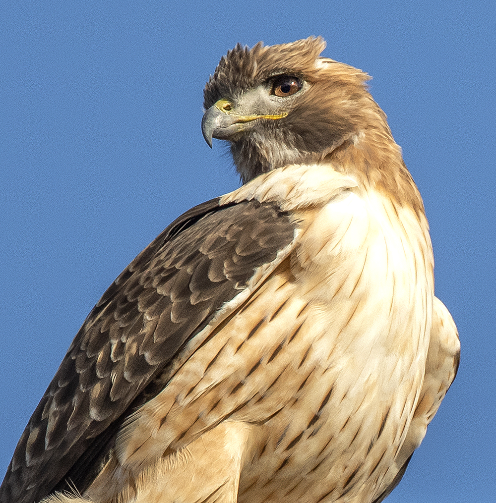 red tailed hawk fl2 low res