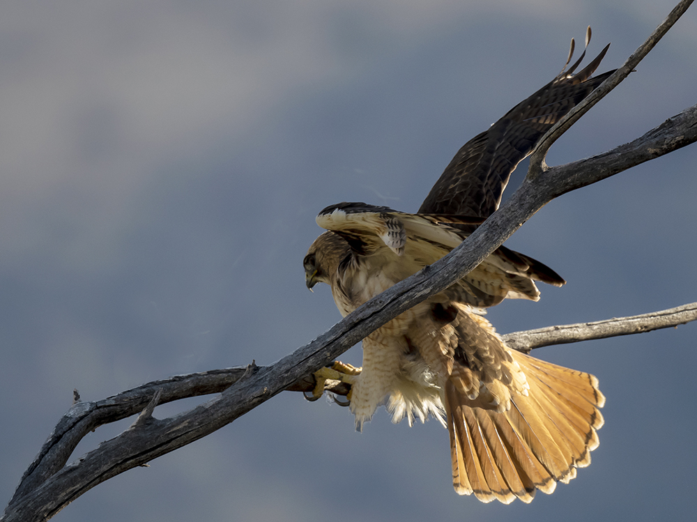 red tailed hawkcf low res