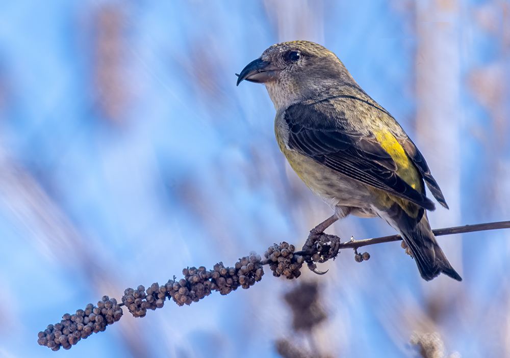 red crossbill f low res