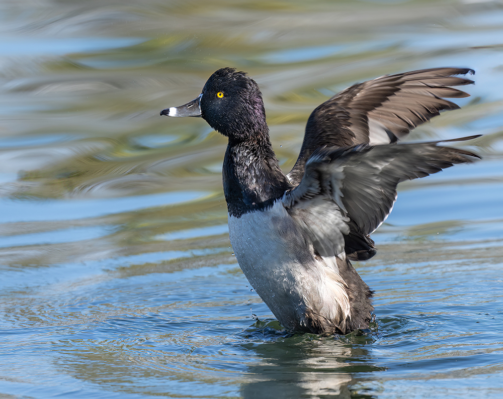 ring necked duck rp