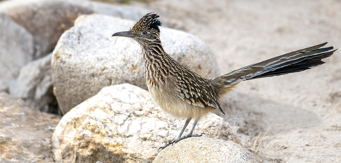 roadrunner3 low res