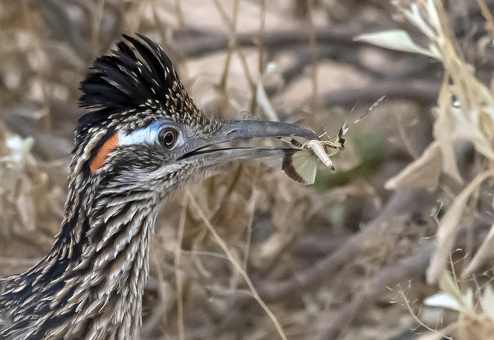 roadrunner bug low res