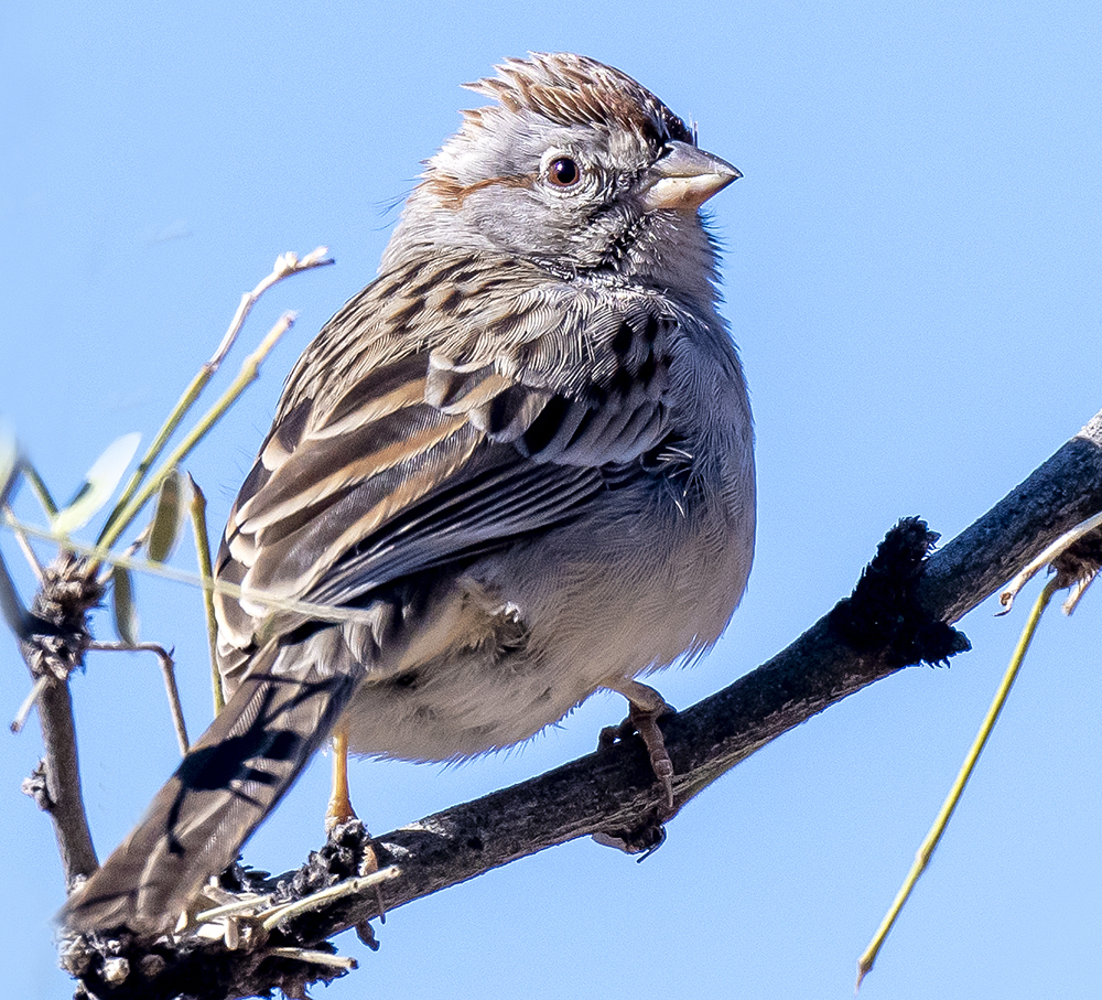 rofous crowned sparrow low res