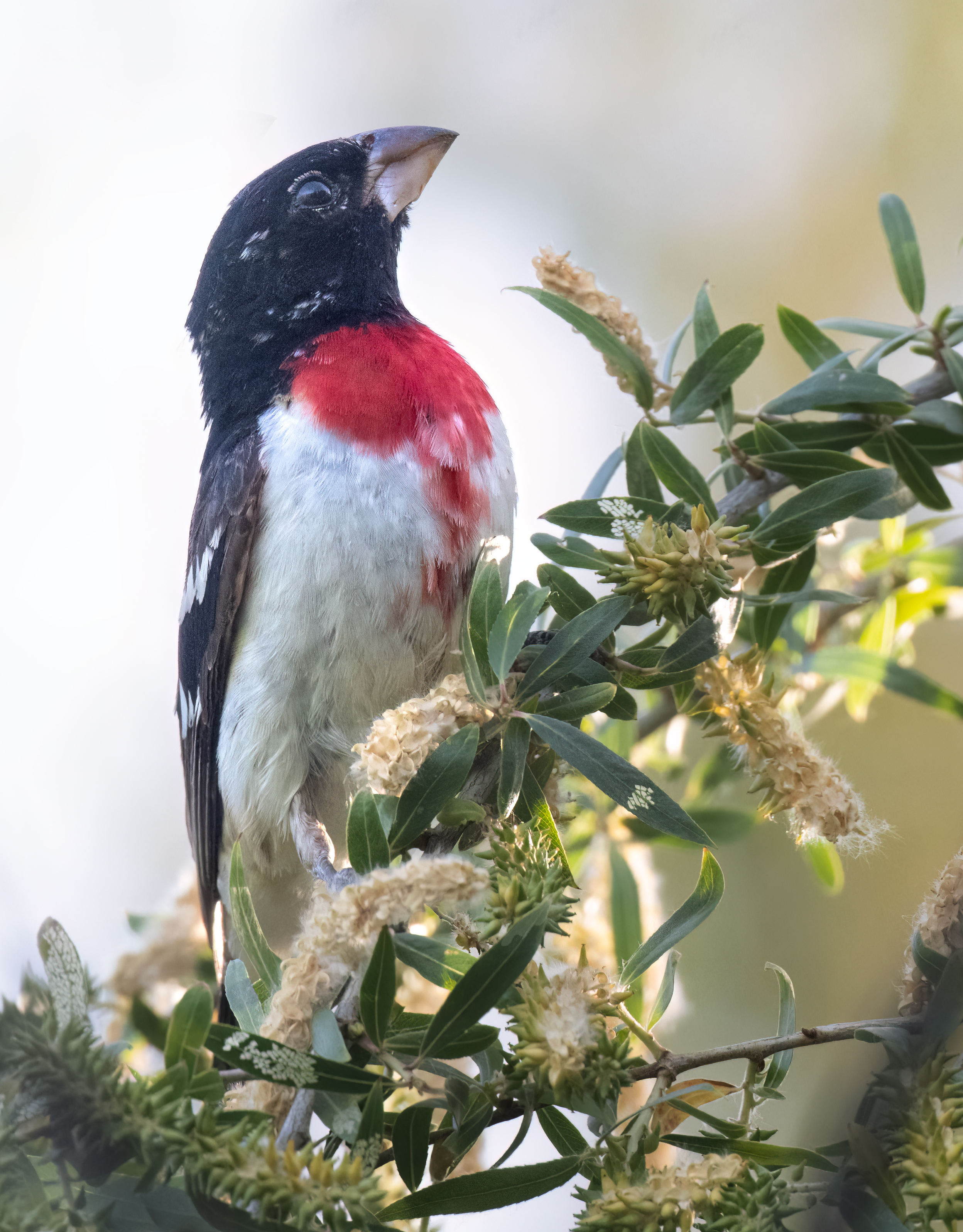 rose breasted grosbeak4 low res
