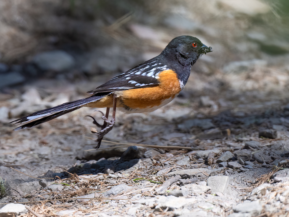 spotted towhee low res
