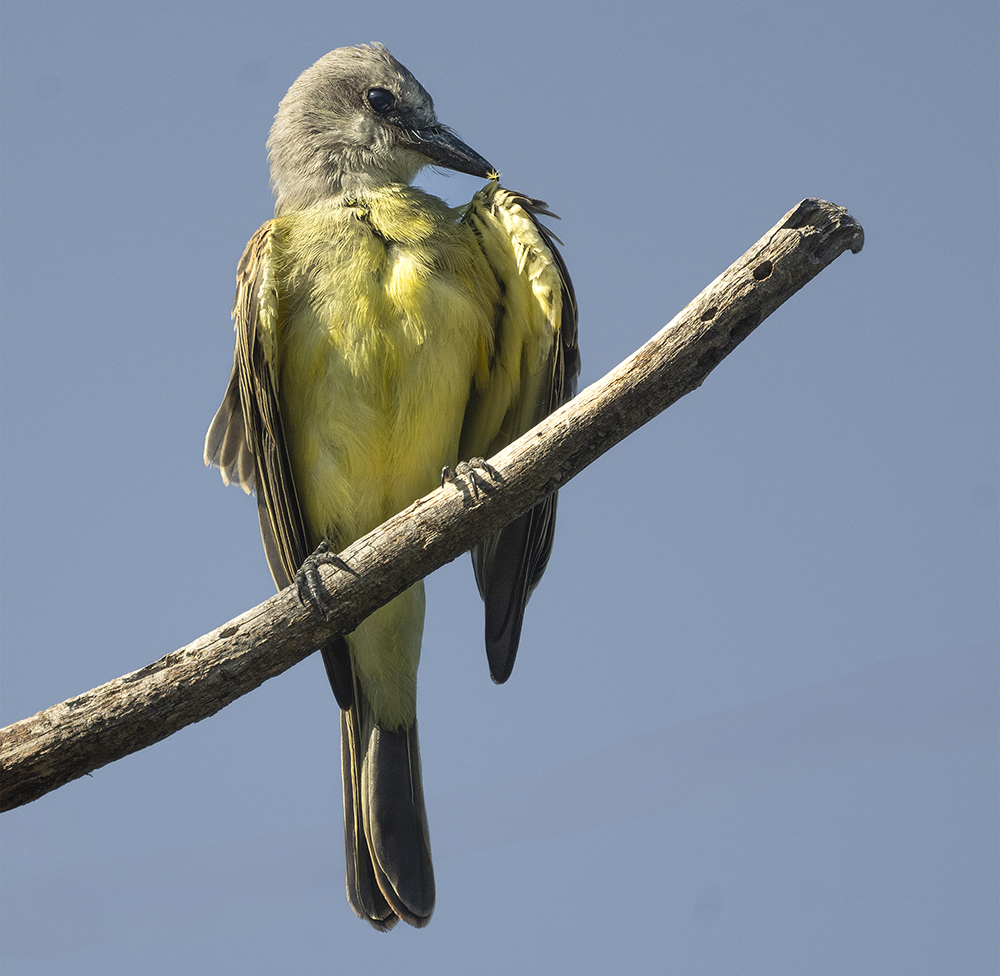 tropical kingbird