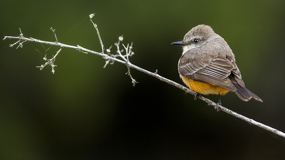  vermillion flycatcher female