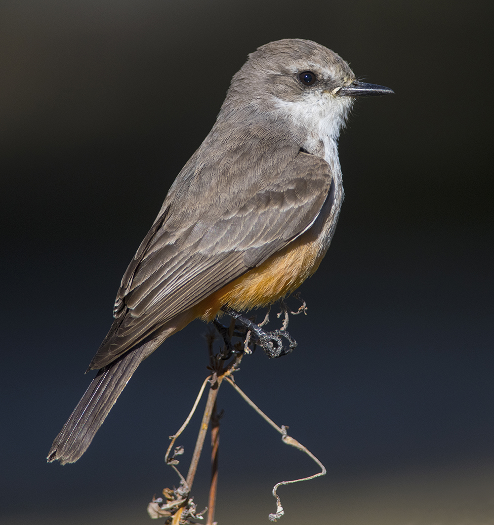 vermillion flycatcher female6 low res