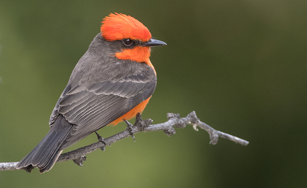 vermillion flycatcher male