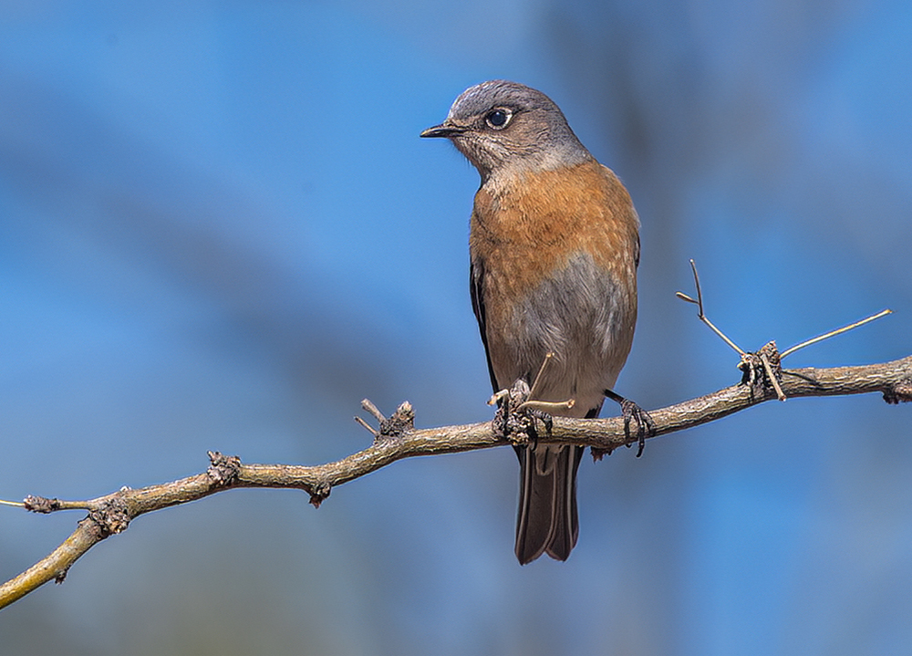 western bluebird f