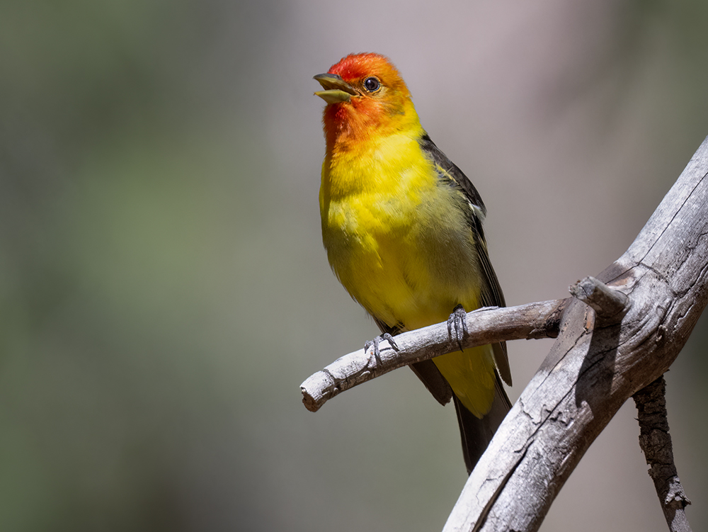 western tanager3 ml low res