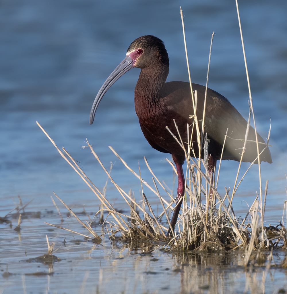 white faced ibis2 low res