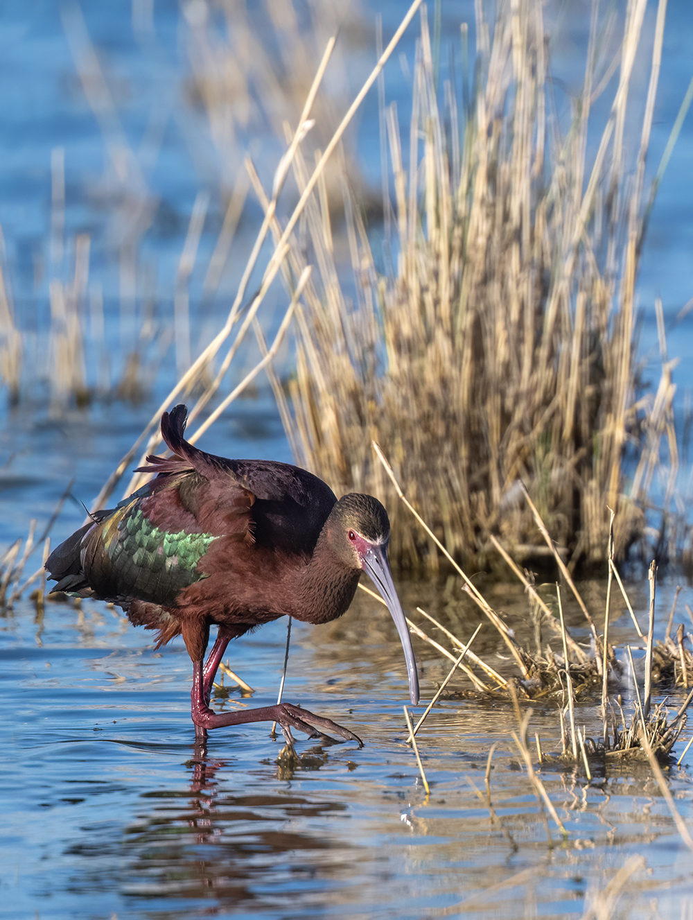 white faced ibis4 wil