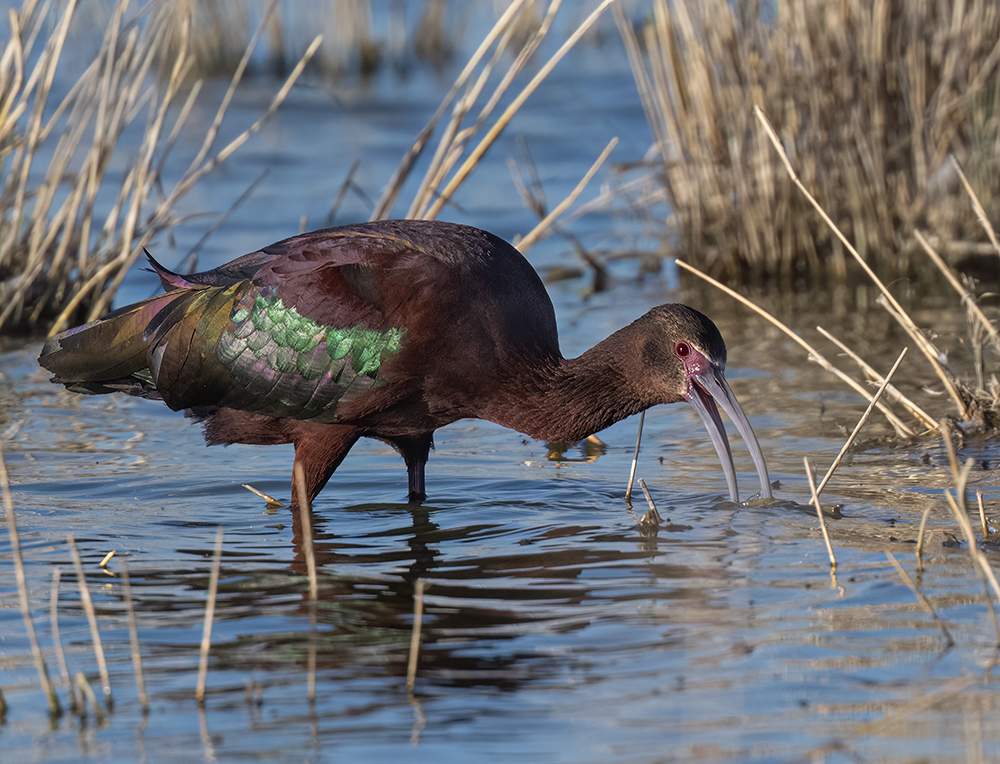 white faced ibis low res