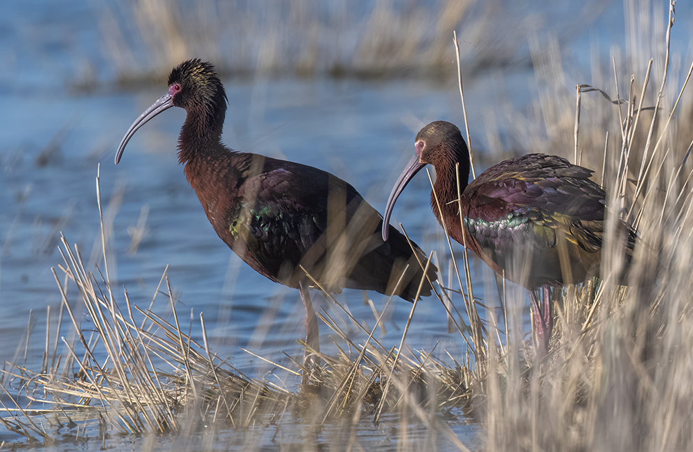 white faced ibises low res