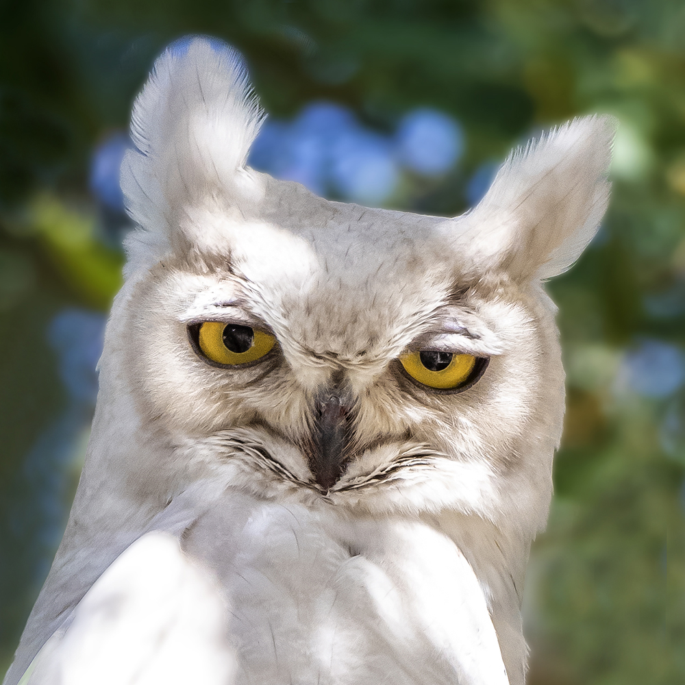 white owl portrait low res