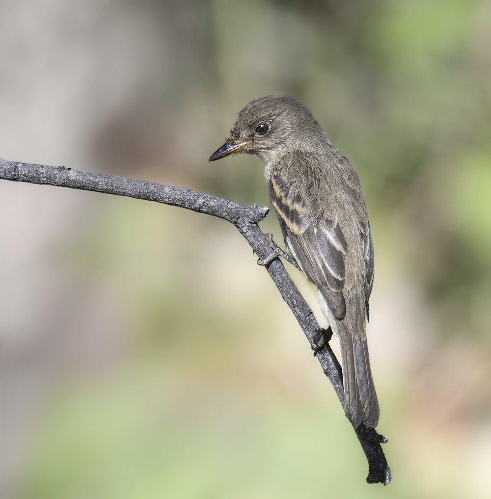 willow flycatcher