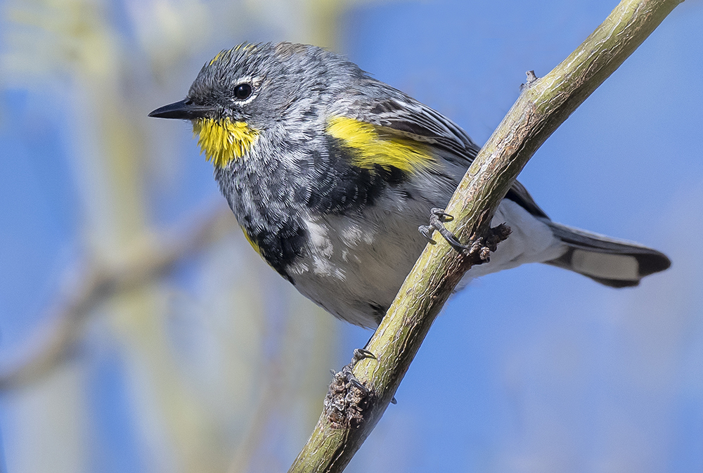 yellow rumped warbler sc low es