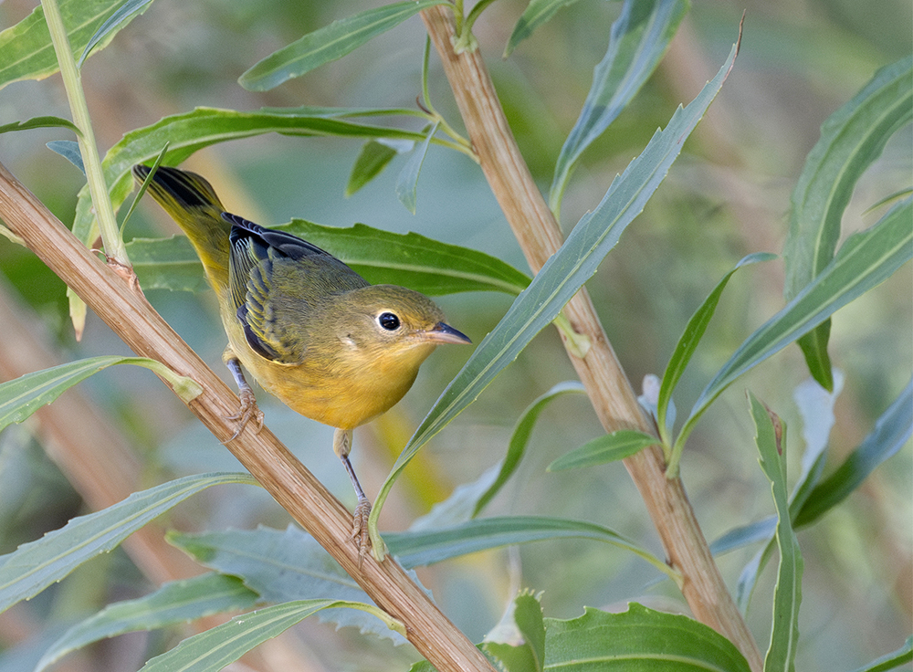 yellow warbler
