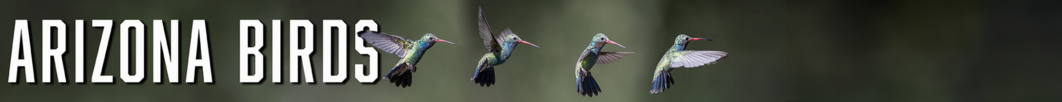 Arizona Birds – Guide to the Birds and Birding of Arizona